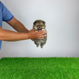 Pomeranian - Fenjo