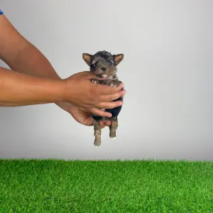 Yorkshire Terrier - Boxy