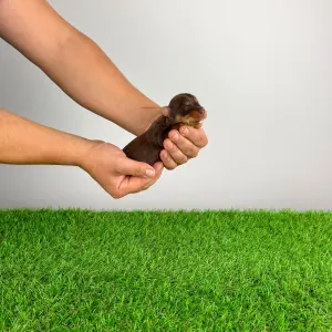 Yorkshire Terrier - Livius