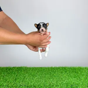 Biewer terrier - Ferrero