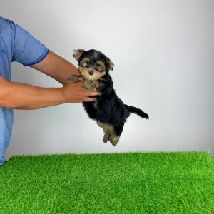 Yorkshire Terrier - Ziggy