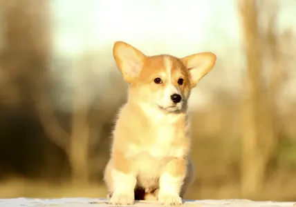Welsh Corgi Pembroke - Zeus The Mighty From Farm Of Happy Dogs