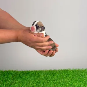 Pembroke Welsh Corgi - Yama