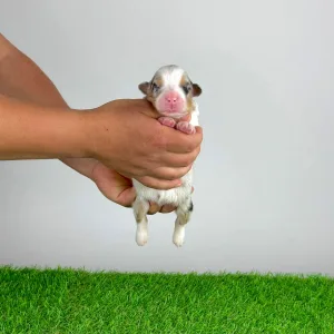 Australian Shepherd - Farello