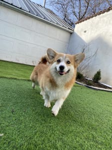 Welsh corgi pembroke - Andvol Pifagor