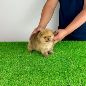 Pomeranian - Texus