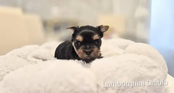 Yorkshire Terrier - Lamborghini Diablo