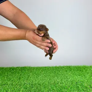 Yorkshire terrier - Helena