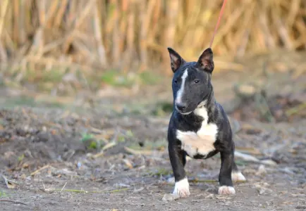Bulterrier miniaturowy - Aruba