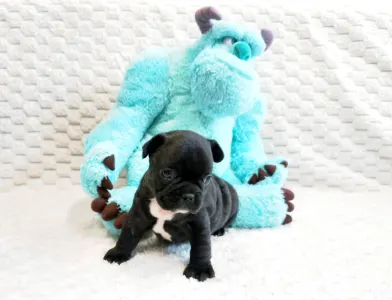 Francia bulldog - Horáció