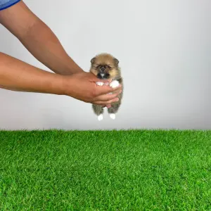 Pomeranian - Mandarin
