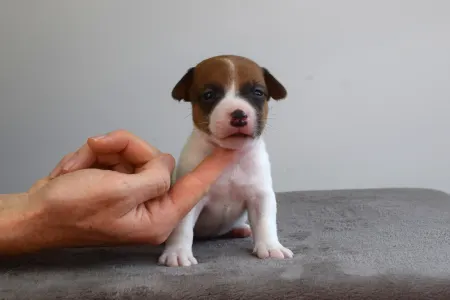 Jack Russell Terrier - Xedo