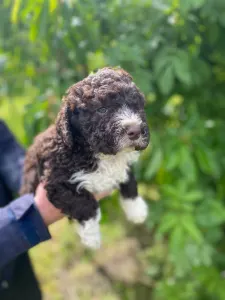 Romagna Water Dog - Aky