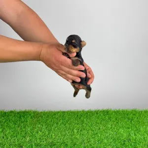 Jorkšírský teriér - Wanda