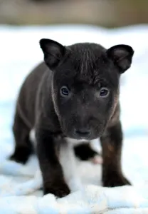 Miniatűr bullterrier - Jasper