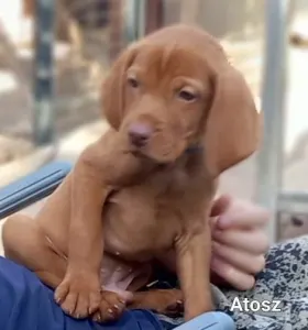 Hungarian Short-haired Vizsla - Becses Vadász Atosz