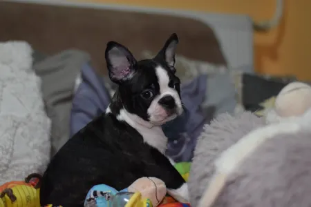Boston Terrier - Rudolf ( Rudolph )