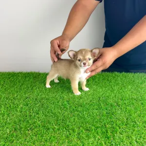 Chihuahua - Kwai