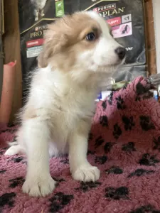 Border Collie - Aston