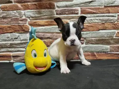 Bulldog francez - Ibra