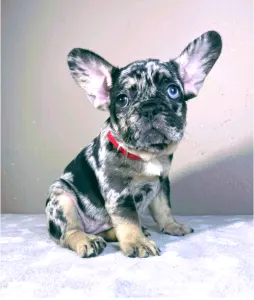 French Bulldog - Daisy