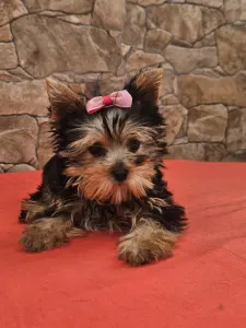 Yorkshire Terrier - Lédy