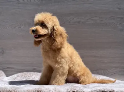 Cavapoo - Nándor