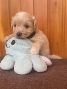 Maltipoo - Brumi