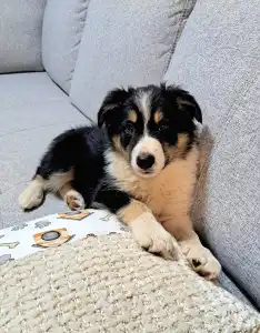 Border Collie - Nanna