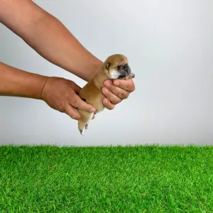 Shiba - Sachi