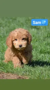 Goldendoodle - Sam