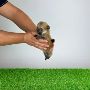 Szpic miniaturowy - Rixi