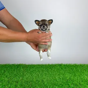 Chihuahua - Emma