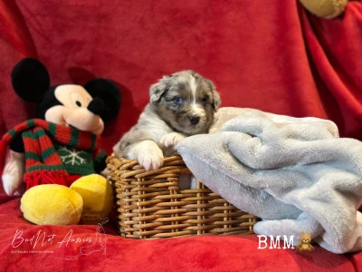 Ausztrál juhászkutya - Budnat Aussies Golden Greys Silver Glimmer