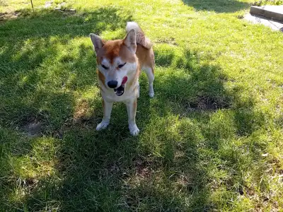 Shiba - Beauty Of The East Akeno