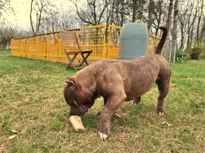 American Bully - Pocket - Dakota