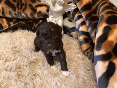 Lagotto Romagnolo - Bobby