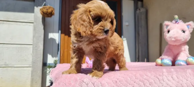 Cavapoo - Barack