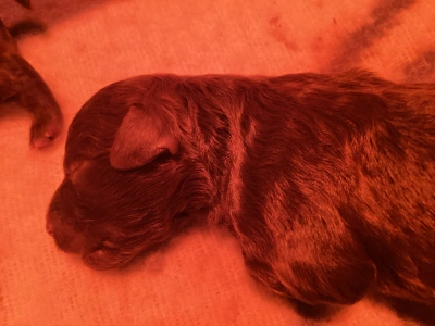 Romagna Water Dog - Biborka