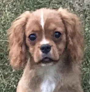 Cavalier King Čarles Španiel - Leo (volt Dancy)