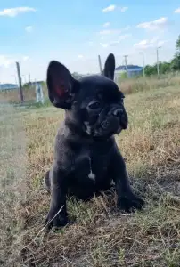 Buldog francuski - Ralf