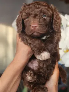 Lagotto Romagnolo - Argo