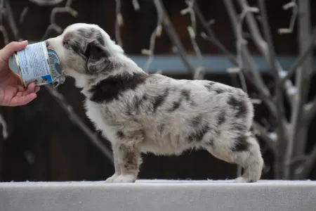 Miniature American Shepherd - Winstead Once Upon The Frontier