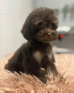 Poodle Toy - Newman 
