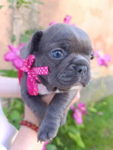 Francia bulldog - Nena