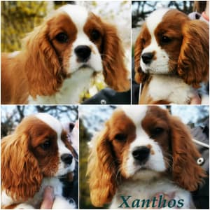 Cavalier King Charles spániel - Xanthos