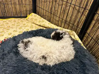 Lagotto Romagnolo - Gruffi Gummi