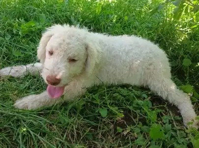 Lagotto Romagnolo - Adele