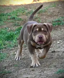 American Bully - Standard - Ghostface Fighters Aslan - Reserved!