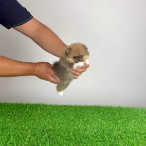 Pomeranian - Mandarin